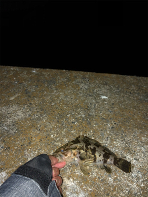 尺を求めて( ̄∀ ̄)