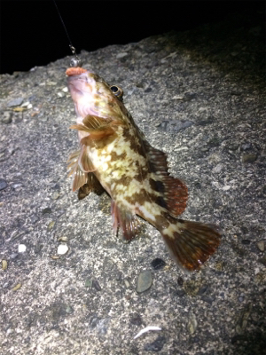 ジグヘッドでエサ釣り