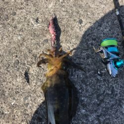 久しぶりのエギング❗️