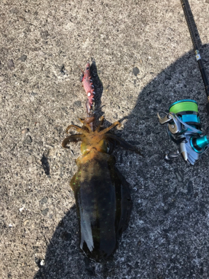 久しぶりのエギング❗…