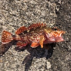 イカ食べたかったなー(T . T)