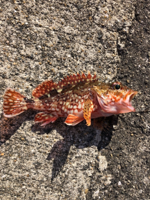 イカ食べたかったなー(T . T)