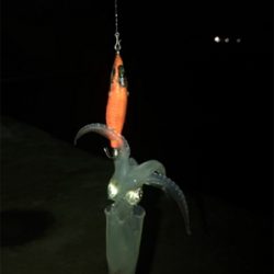 諦めかけていたヒイカ釣り…まだ釣れました＼(^^)／