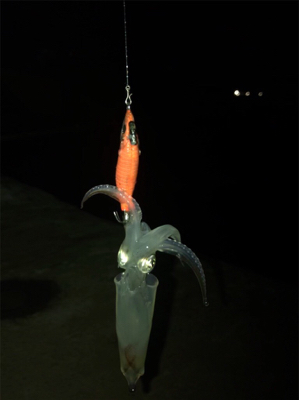 諦めかけていたヒイカ釣り…まだ釣れました＼(^^)／