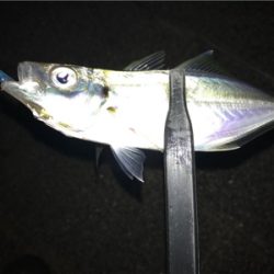 雪と雨の合間にアジング