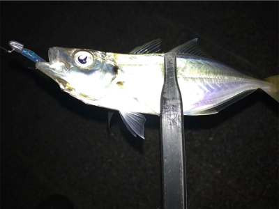雪と雨の合間にアジング