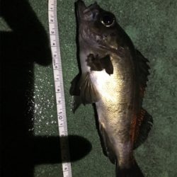 御所浦ライトゲーム最終日