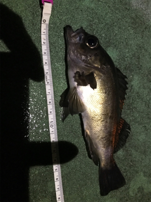 御所浦ライトゲーム最終日