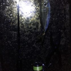 アジングゲーム