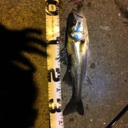 まさかのセイゴ