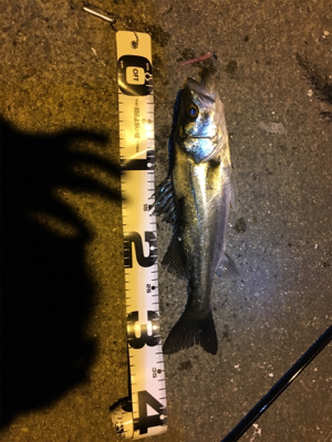 まさかのセイゴ