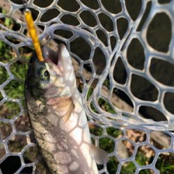 引きの良いトラウト