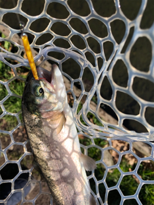 引きの良いトラウト