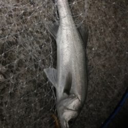 なんとかゲット!