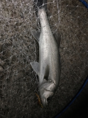 なんとかゲット！