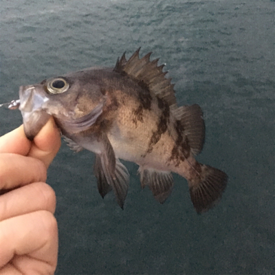 デイゲーからの夕まずめ