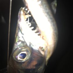 激寒の中でもおったら釣れます