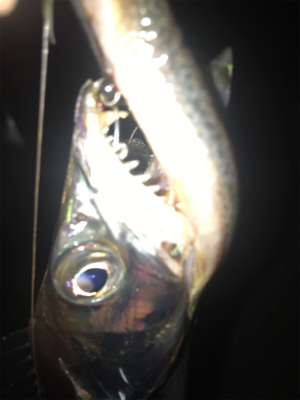 激寒の中でもおったら釣れます