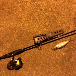 ナイトアジング