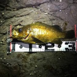 大分はメバルが最高