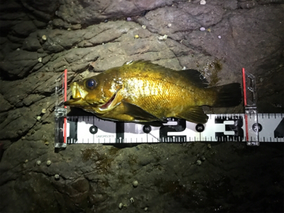 大分はメバルが最高