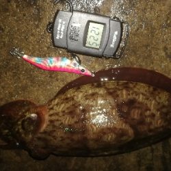 エギング、アジング