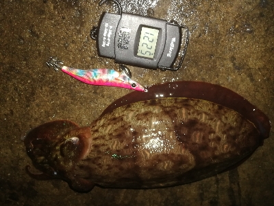 エギング、アジング