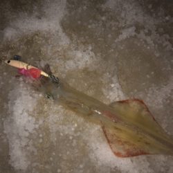 極寒のヤリイカ