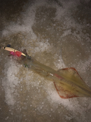 極寒のヤリイカ