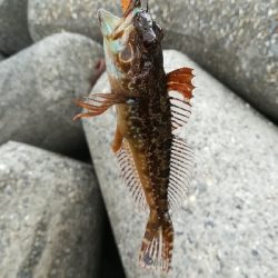 デイライトゲーム