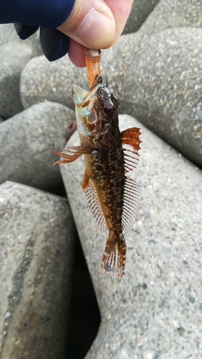 デイライトゲーム