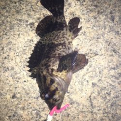 荒天のメバリング