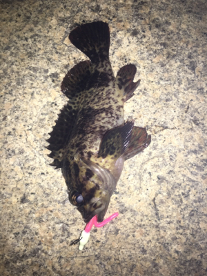 荒天のメバリング