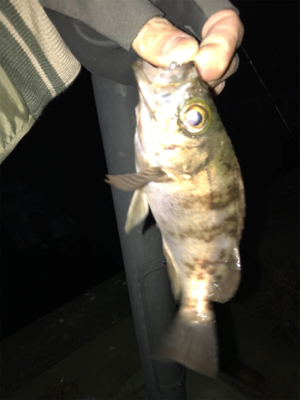 栖本港でライトゲーム①