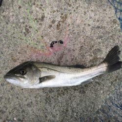 寒波襲来のなら活性高い