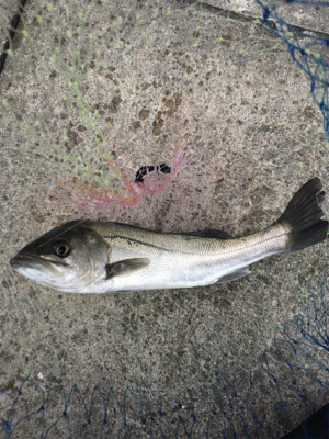 寒波襲来のなら活性高い