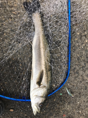 ナイスファイター!