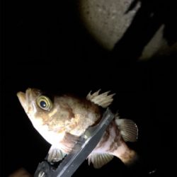 メバリング好調!