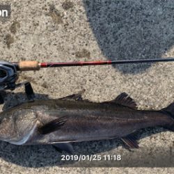 今年初の居着きシーバス♫