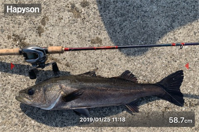 今年初の居着きシーバス♫