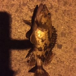 風も波も穏やかでしたが。。