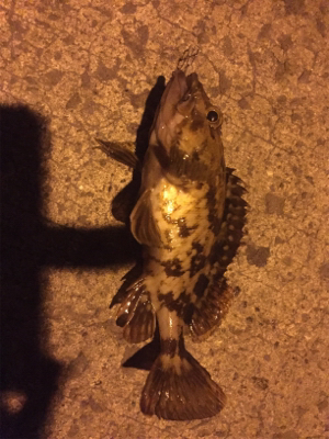 風も波も穏やかでしたが。。