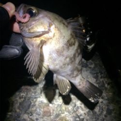 マリンピア沖洲でメバル