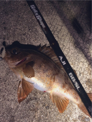 寒波襲来?!佐世保アジング