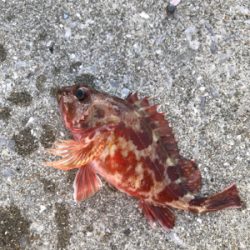 栖本港ライトゲーム②