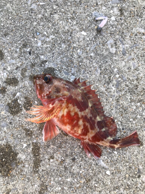 栖本港ライトゲーム②