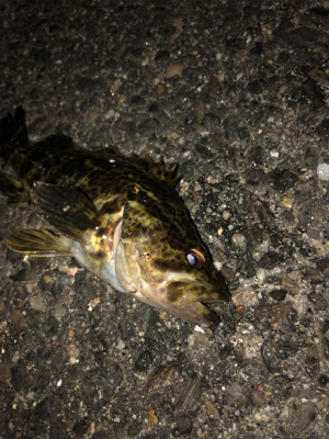 碧南海釣り公園にてヘチ釣り