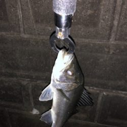 シーバスハプニング