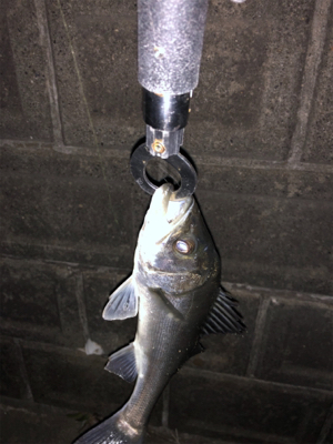 シーバスハプニング