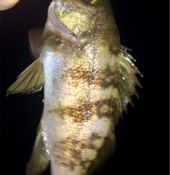 メバリンガー1805〜1845